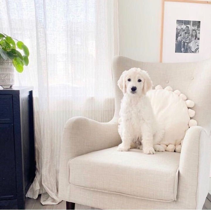 The Importance of Hydration for Pets in Summer: Keeping Your Pet Safe and Healthy - EnjoyCool